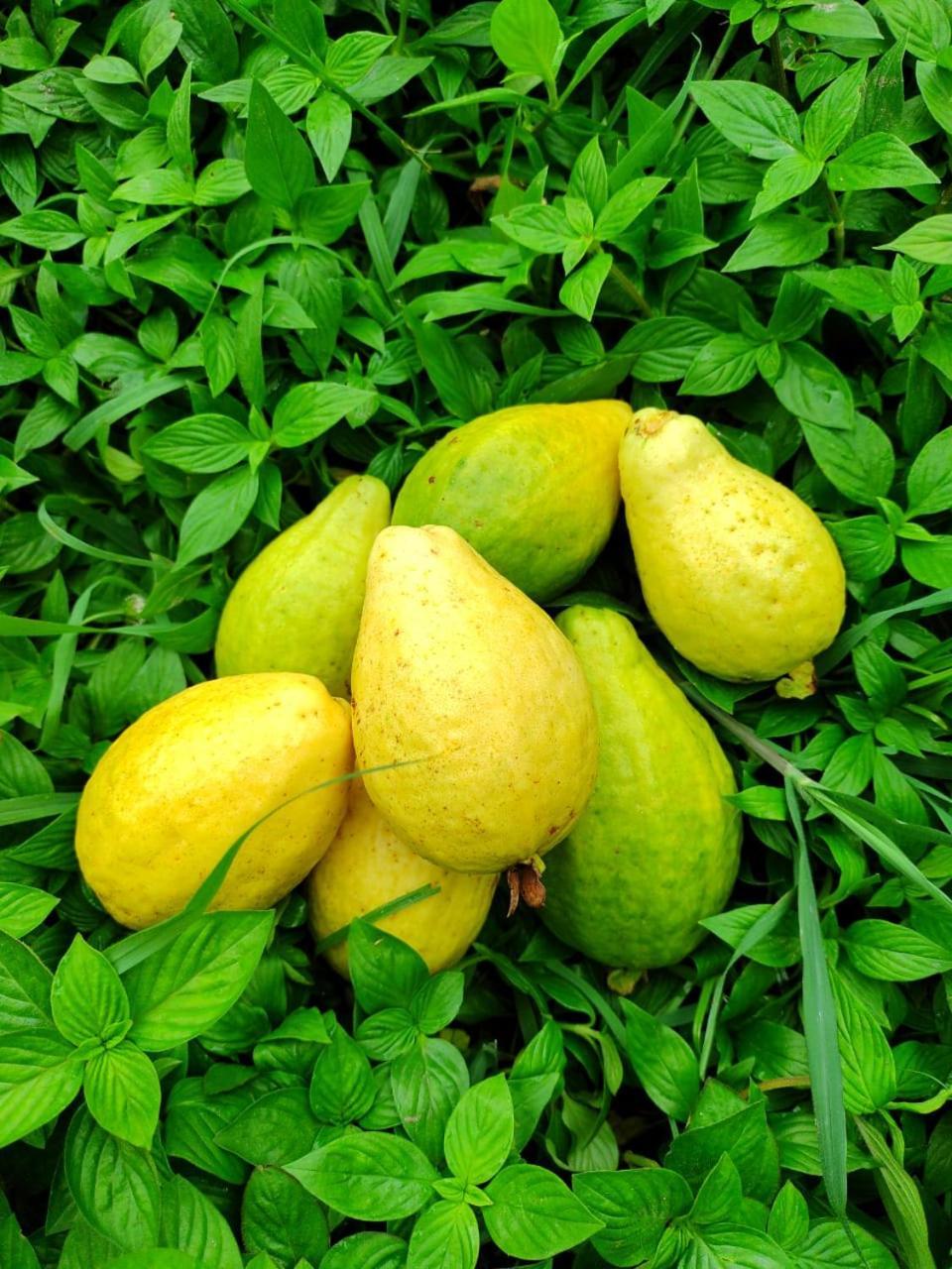 Cabana Wiwa Tayrona Los Naranjos Kültér fotó