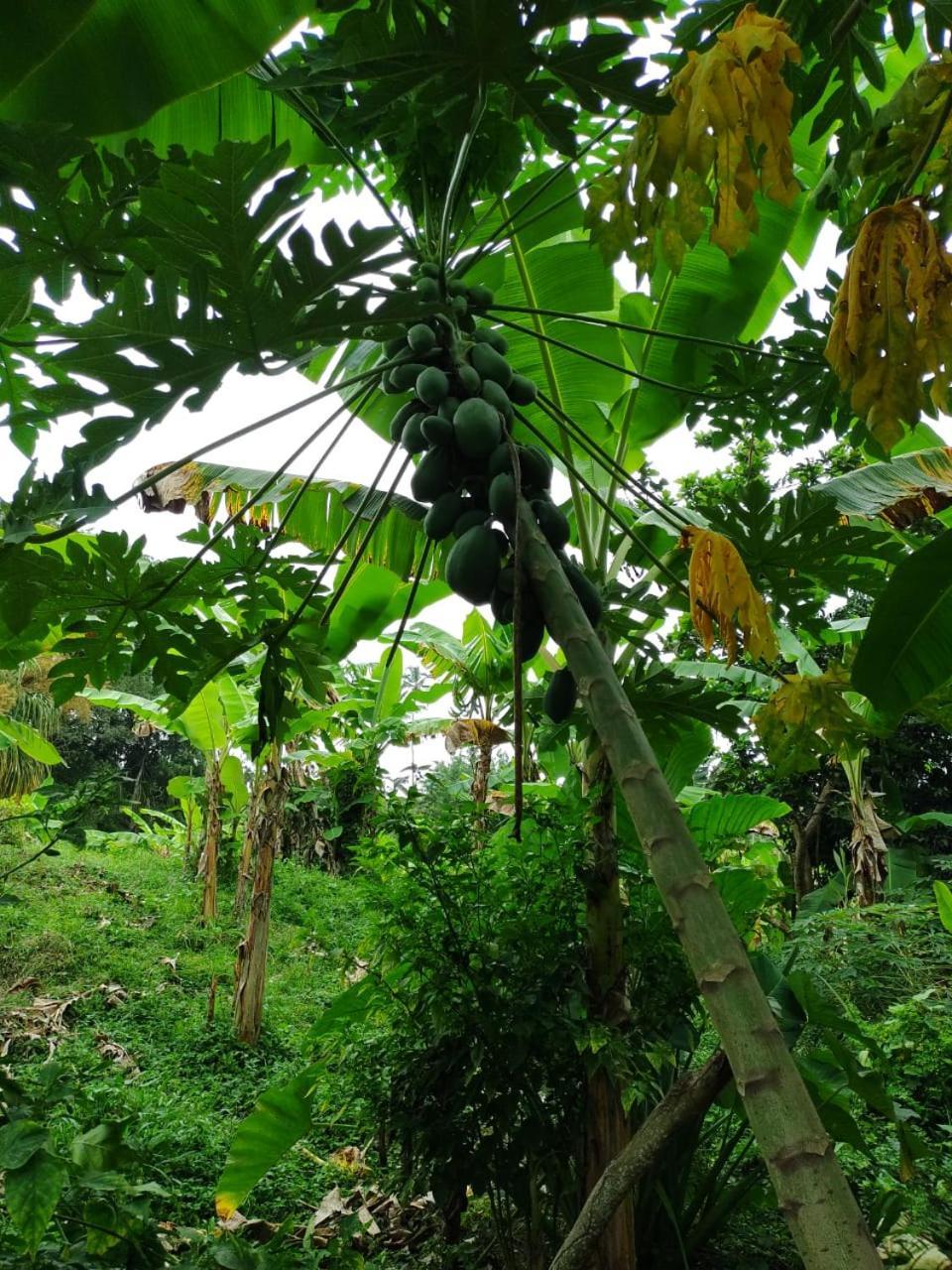 Cabana Wiwa Tayrona Los Naranjos Kültér fotó