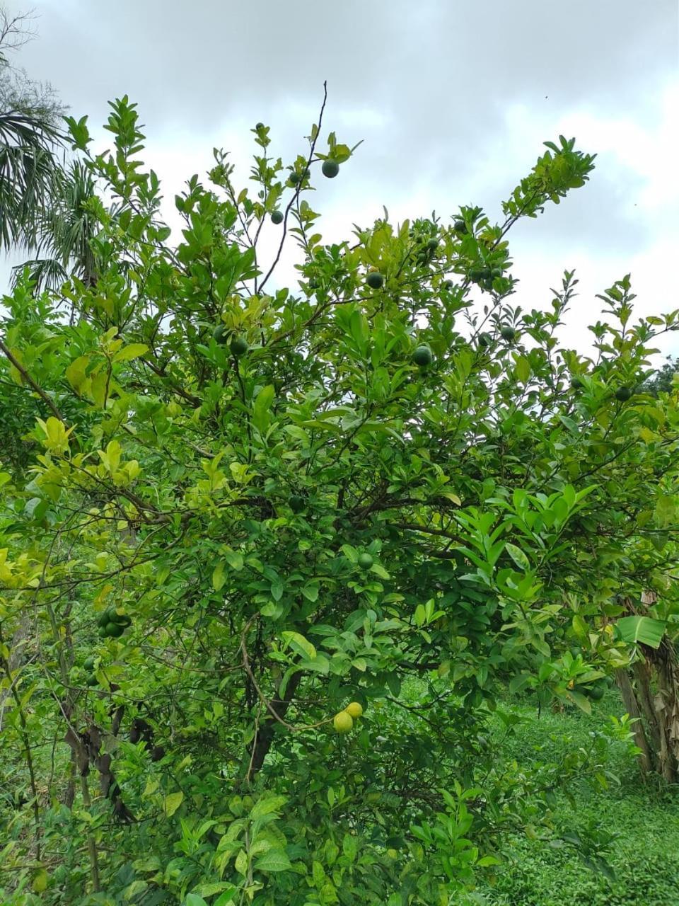 Cabana Wiwa Tayrona Los Naranjos Kültér fotó