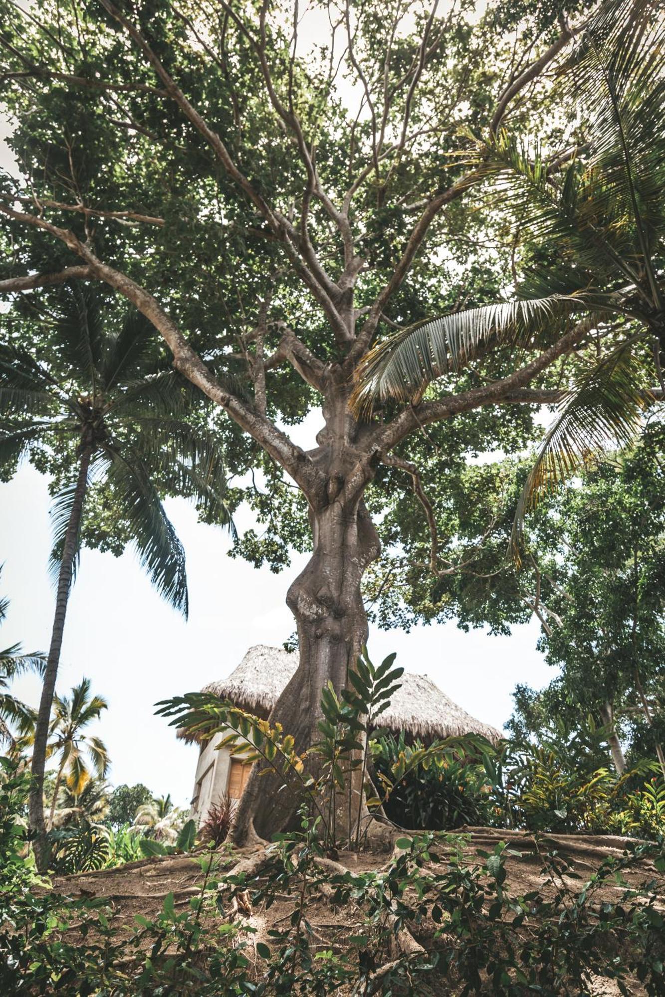 Cabana Wiwa Tayrona Los Naranjos Kültér fotó